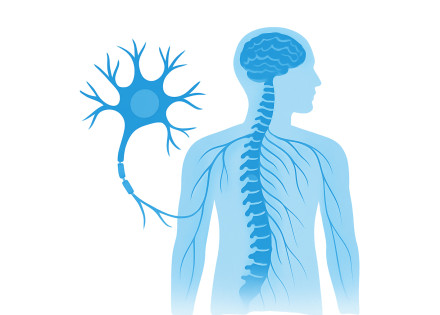 Neurona i esquema del sistema nerviós humà