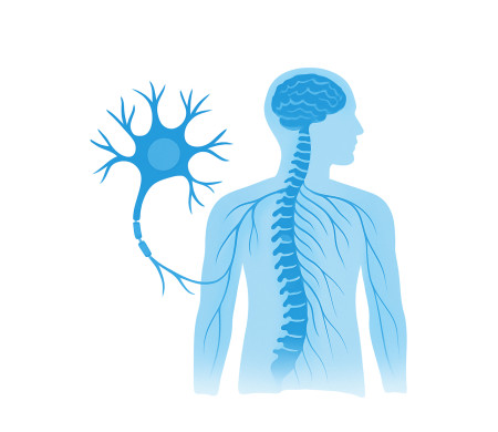 Neurona i esquema del sistema nerviós humà