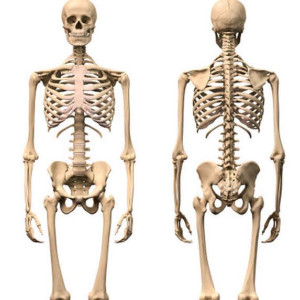 esquelet
